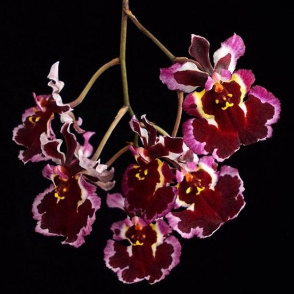 Tolumnia Hybrid Jairak Rainbow 'Pink Crystal'