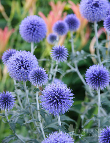 🧿Globe Thistle🧿