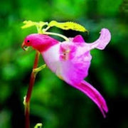 🦜🦜Parrot Orchid Flower Seeds