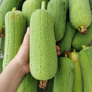 NEW 39%off🥰Luffa (Loofah) Sponge Seeds