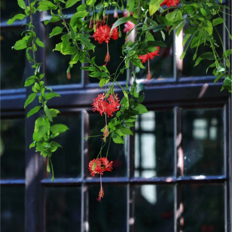 Hibiscus schizopetalus Seeds