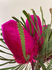 Banksia dusty pink 60cm