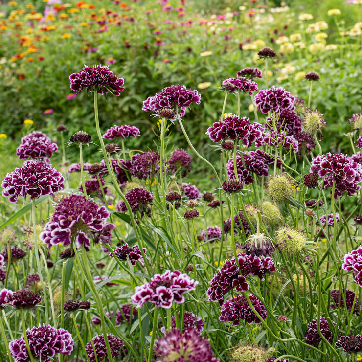 Scabiosa 'FOCAL SCOO Purple Lace' - S1