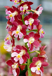 Calanthe discolor 'Red Sunset'