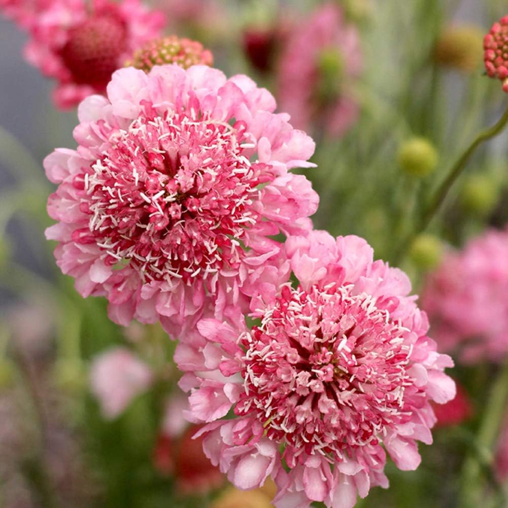 salmon queen Scabiosa scabious pincushion flower