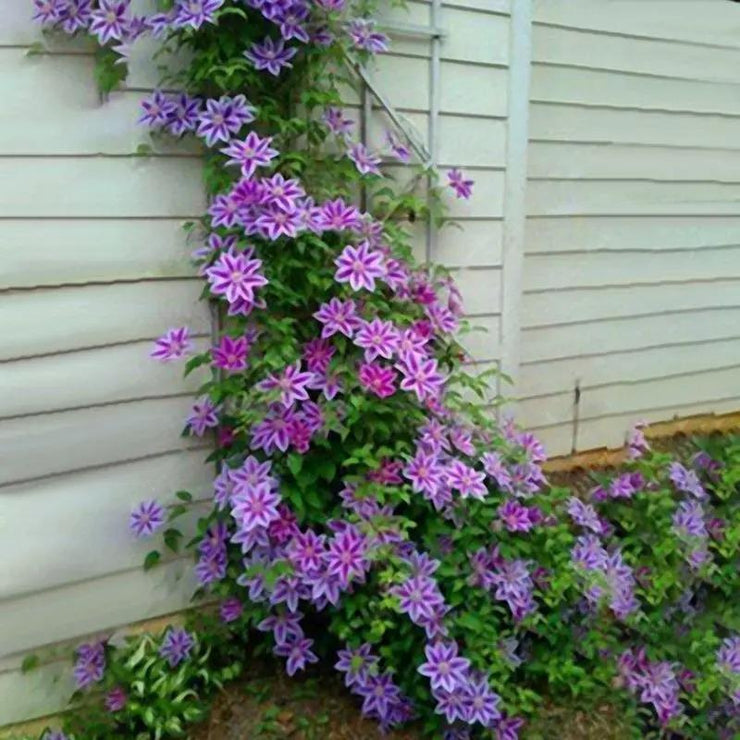 Egrow 50Pcs Clematis Flower Seeds Perennial Vines Climbing Clematis Plant Seed Garden Decoration