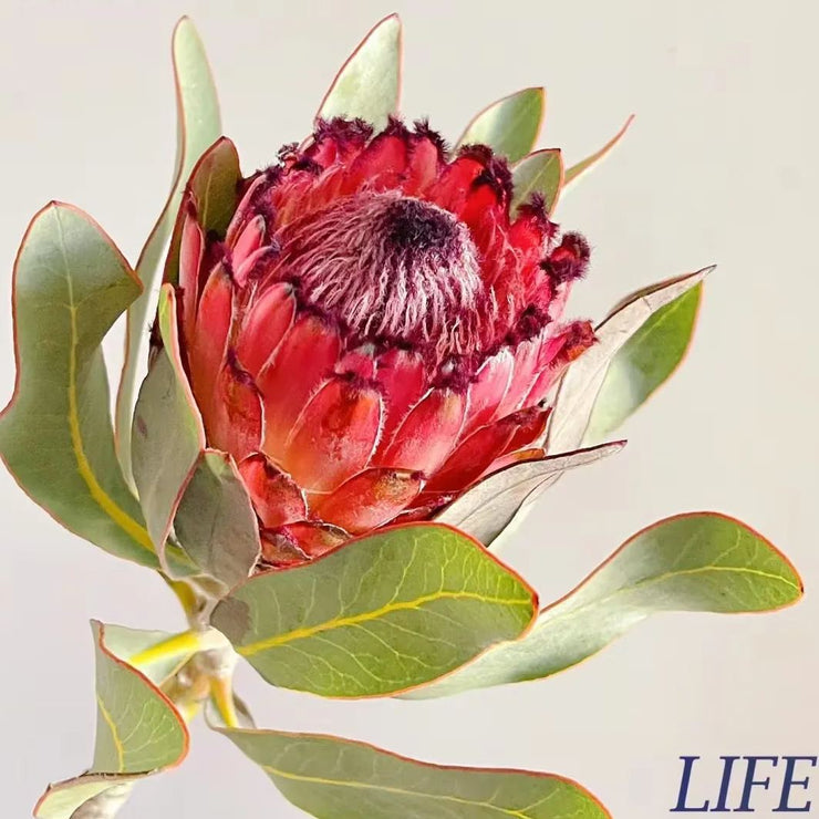 King Protea-Princess  Seeds