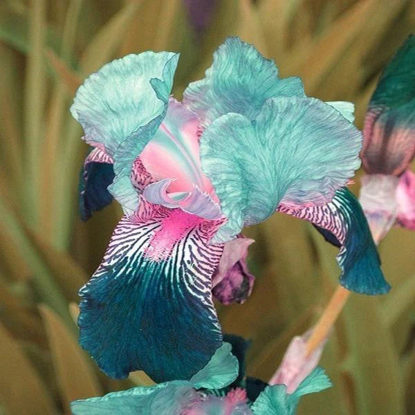 Iris (Phalaenopsis) Orchid Flower, Perennial Flower