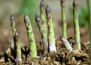 Asparagus Seeds - Mary Washington