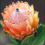 King Protea Flower Seeds