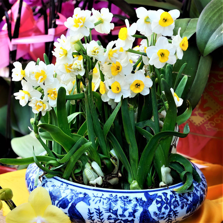 Narcissus Daffodil Canaliculatus