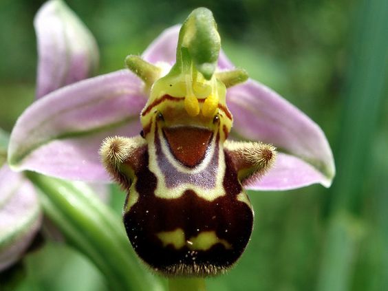 The Rare Ophrys Apifera (🐝Laughing Bumble Bee Orchid) Seeds