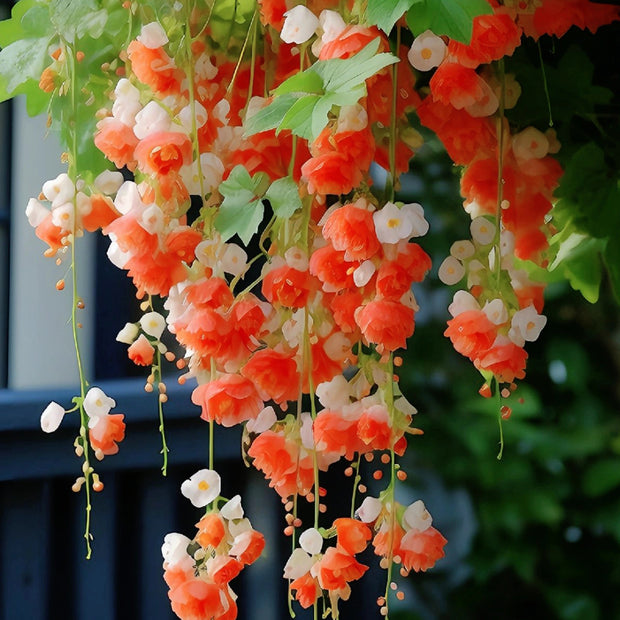 Malus halliana Seeds