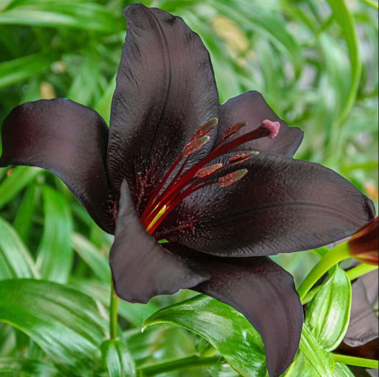 🔥🔥🔥Landini Asiatic Lily Blooming Size Bulb for Beautiful Black Lily Flowers in Your Garden - clarence🔥🔥🔥