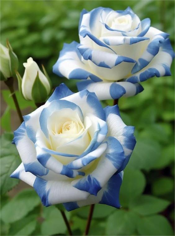 Rare Twin Rose 'Blue Stripe'