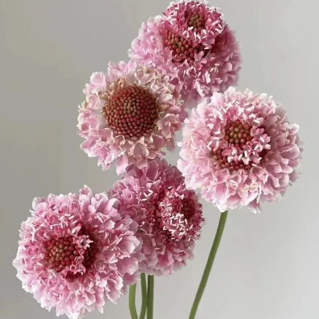 Scabiosa atropurpurea 'Beaujolais Bonnets' (Pincushion Flower) Seeds
