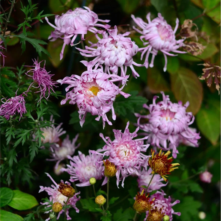 Edo Chrysanthemum Seeds-Precious Pearl