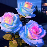 Rare Bag Blue Pink Rose Seeds Scented  Plants  Flowers