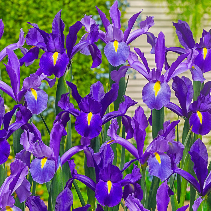 Dutch Iris 'Discovery'