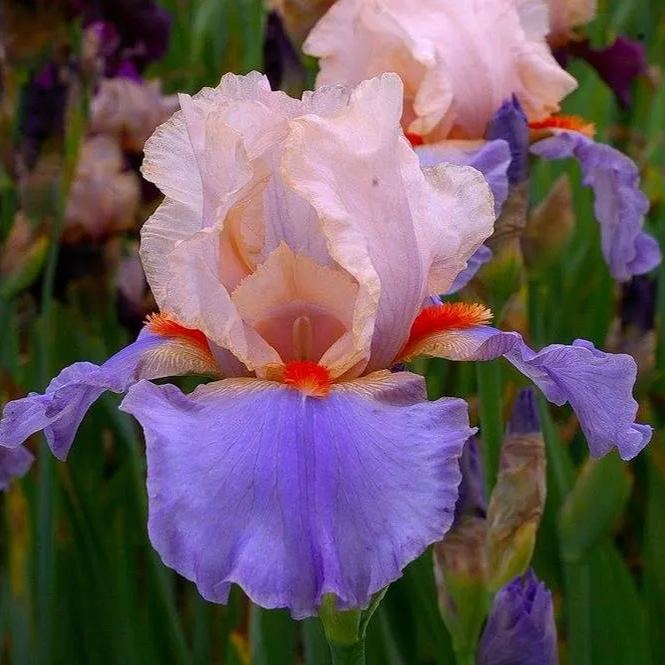Iris Germanica 'French Cancan'