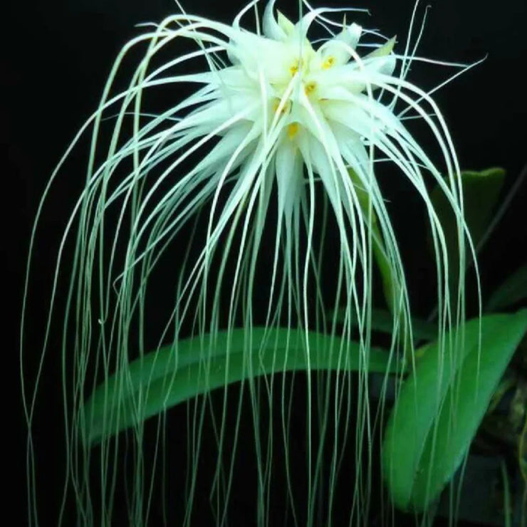 Bulbophyllum Medusae Seeds