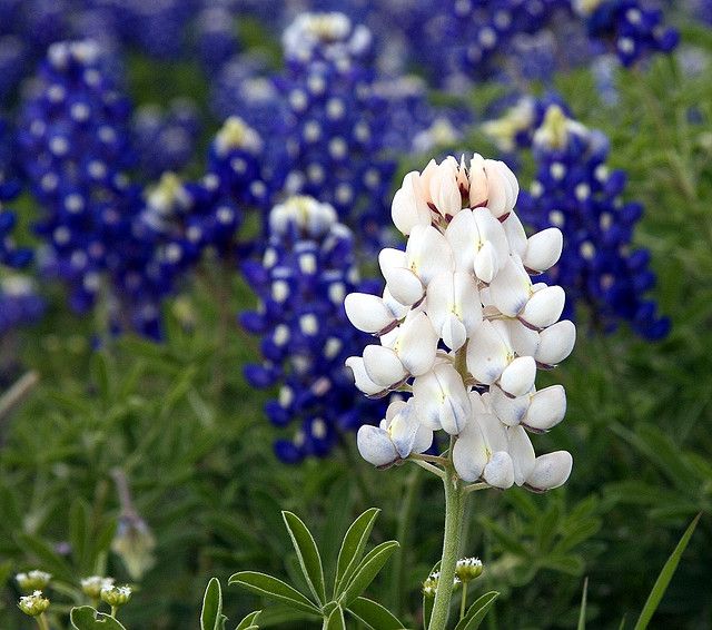 🤍LUPINE SNOW PIXIE, Lupinus White Bluebonnet / Fast Annual Fragrant Flower Seeds