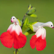 💕New Year special offer 🎁Salvia microphylla 'Hot Lips'