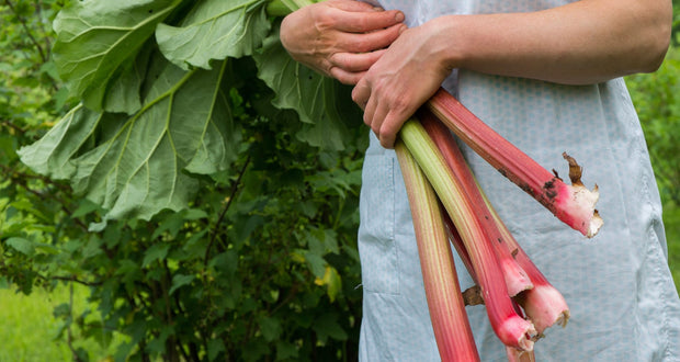 Rhubarb Seeds