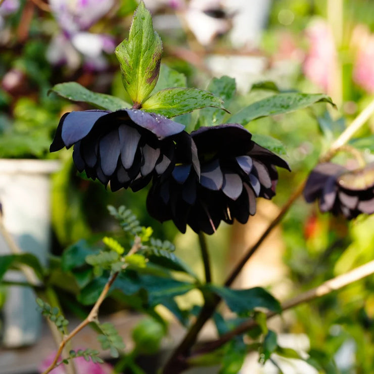 Helleborus Seeds-Black Swan