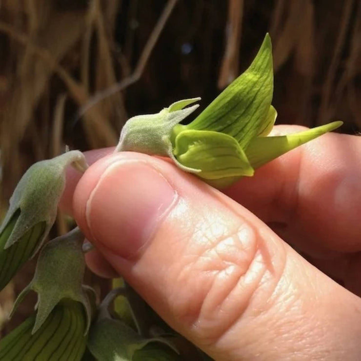 Crotalaria Cunninghamii Seeds