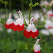 💕New Year special offer 🎁Salvia microphylla 'Hot Lips'