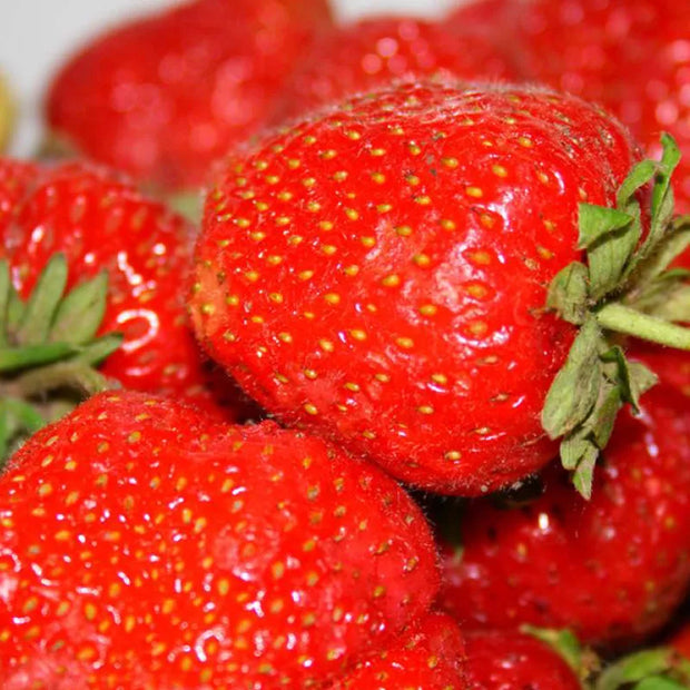 Super Giant Strawberry Fruit Seeds