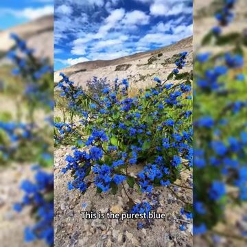 Chinese forget-me-not Seeds