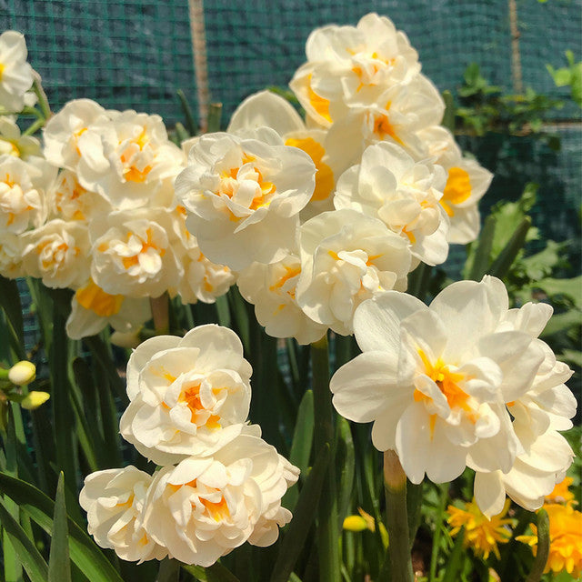 Daffodil Double Assorted Seeds
