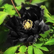 Black Beauty Peony Flower Seeds