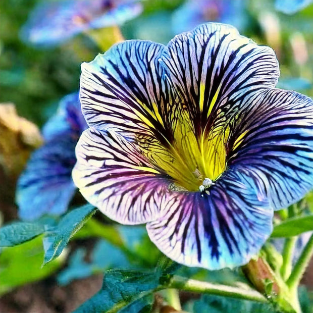 Chilean Morning Glory Seeds
