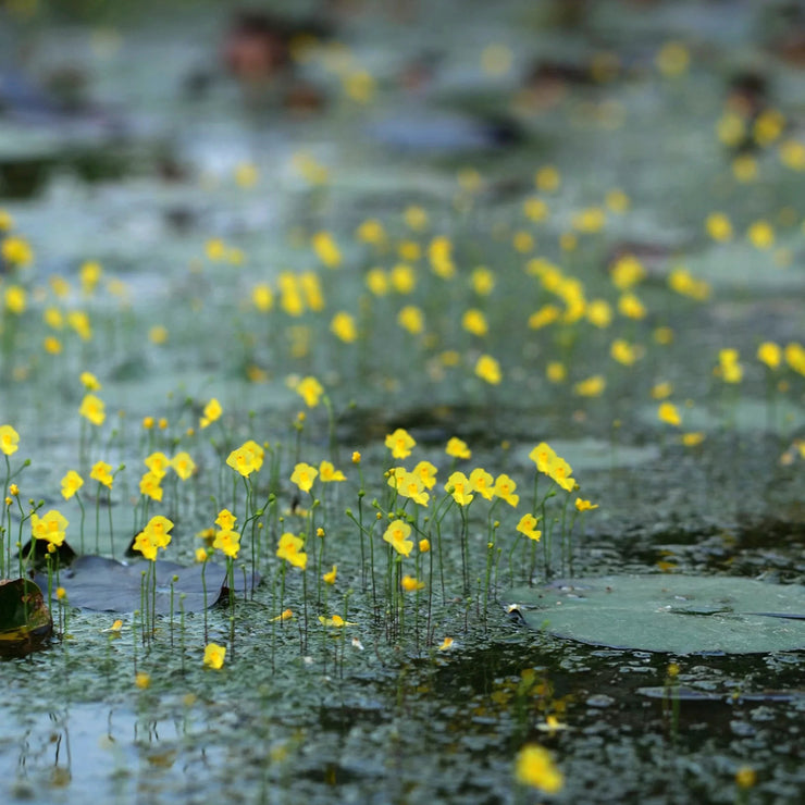 New off🔥Utricularia gibba seeds