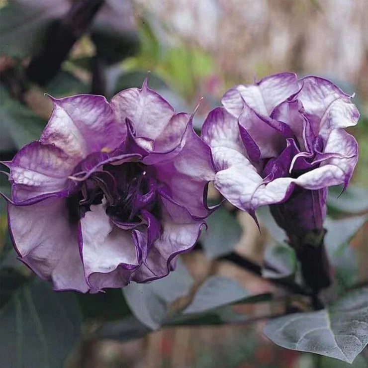 Mandevilla Purple-Devil’s Trumpet Plant