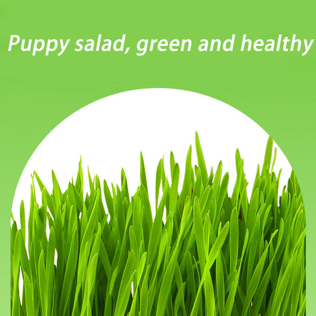 Up to 38%off💥Dog grass