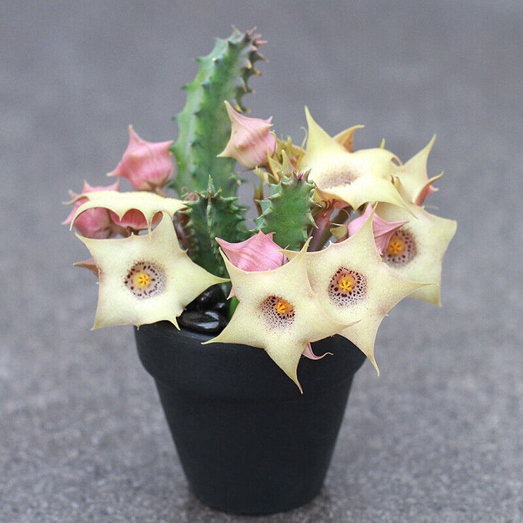 Succulent Plants Huernia blyderiverensis Garden Decoration flower plant SEEDS