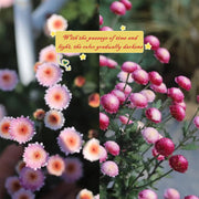Spring new💥Mini chrysanthemum Seeds