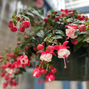 Fuchsia Hybrida Voss Seeds