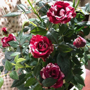 Rose red white Miniature Rose Seeds