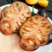 Giant Black Beauty Tomato