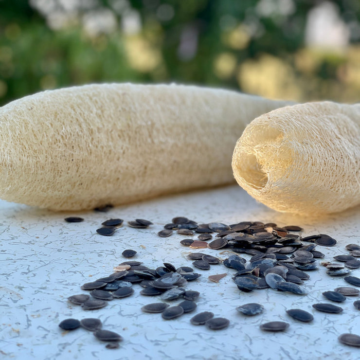 NEW 39%off🥰Luffa (Loofah) Sponge Seeds