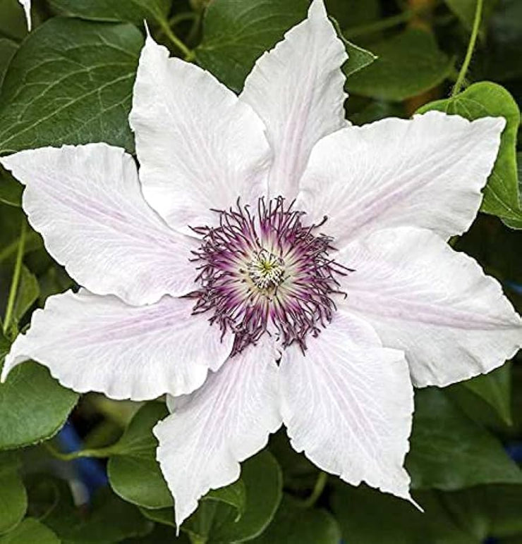 Clematis 'Snow Queen'