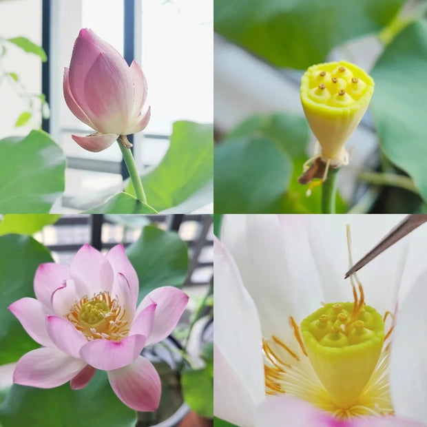 Sacred Bonsai Lotus Flower Seeds