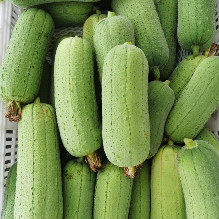 NEW 39%off🥰Luffa (Loofah) Sponge Seeds