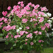 ROSE MALLOW SEEDS - MIXED COLORS
