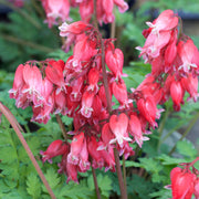 Dicentra formosa 'King of Hearts'